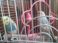 Лот: 5639496. Фото: 2. Волнистые попугаи с клеткой. Животные и уход