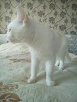 Лот: 11204335. Фото: 2. кот-мышелов ищет дом. Животные и уход