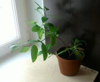 Лот: 9173517. Фото: 2. Каламондин (мандарин лимон ) цитрус... Комнатные растения и уход