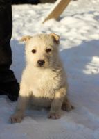 Лот: 6799024. Фото: 6. Замечательные щенки на охрану