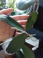 Лот: 7048433. Фото: 3. Орхидея фаленопсис детка #2. Растения и животные