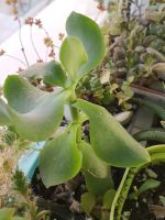Лот: 8096496. Фото: 2. Крассула Crassula arborescens... Комнатные растения и уход
