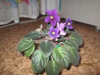 Лот: 3922231. Фото: 2. сортовая фиалка Табу. Комнатные растения и уход