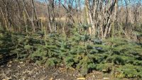 Лот: 7427293. Фото: 3. Саженцы Ель колючая (Picea pungens... Для дачи, дома, огорода, бани, парка