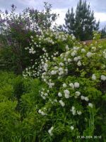 Лот: 25288714. Фото: 7. 1-комн. дача , деревня Вечерницы...