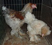 Лот: 3284099. Фото: 2. Брама пёстрая (птица от 3 месяцев... Животные и уход