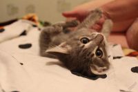 Лот: 5796156. Фото: 2. Котенок в хорошие ручки. Животные и уход