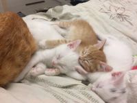 Лот: 8614324. Фото: 2. Котята. Животные и уход