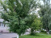 Лот: 25679898. Фото: 11. квартира , Красноярск Медицинский...