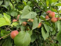 Лот: 16070352. Фото: 4. Саженцы Яблони крупноплодная Орлик... Красноярск