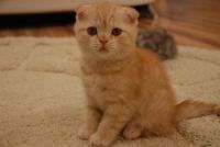 Лот: 3682340. Фото: 6. Шотландский котенок