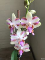 Лот: 17660300. Фото: 2. Орхидея фаленопсис Pulcherima... Комнатные растения и уход
