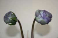 Лот: 4198603. Фото: 2. Глоксиния махровая 2 (всё растение... Комнатные растения и уход