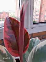 Лот: 25610165. Фото: 2. Фикус Белиз. Комнатные растения и уход