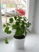 Лот: 2270443. Фото: 2. Герань (пеларгония) 4. Комнатные растения и уход