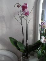 Лот: 3587225. Фото: 2. Орхидея "Джулия". Комнатные растения и уход