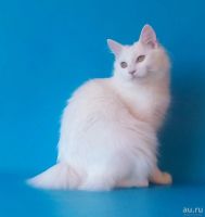 Лот: 8166430. Фото: 2. Курильский бобтейл Кира. Животные и уход