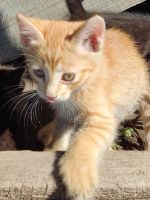 Лот: 22993392. Фото: 2. Рыжие котята, мальчики. Животные и уход