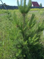 Лот: 25403280. Фото: 2. земельный участок. Продажа