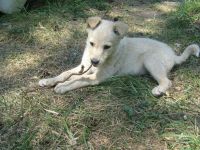 Лот: 1901844. Фото: 2. Щенок превосходный, отдается в... Животные и уход