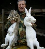 Лот: 11086943. Фото: 2. Большие кролики. Литература, книги