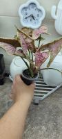 Лот: 22173160. Фото: 2. комнатные цветы 2. Комнатные растения и уход