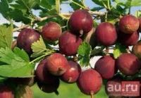 Лот: 15946921. Фото: 2. Саженцы крыжовника. Семена, рассада, садовые растения