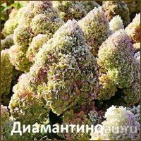 Лот: 11107906. Фото: 3. Гортензия метельчатая Ванила Фрейз... Для дачи, дома, огорода, бани, парка