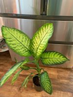 Лот: 16503357. Фото: 4. Диффенбахия "Тропик Сноу" (Dieffenbachia... Красноярск