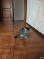 Лот: 10266946. Фото: 2. Котята. Животные и уход