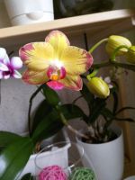 Лот: 9453800. Фото: 5. Орхидея попугай