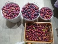 Лот: 19389920. Фото: 3. Слива садовая. Красноярск