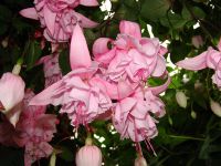 Лот: 9706483. Фото: 2. Фуксия коллекционная Archie Owen... Комнатные растения и уход