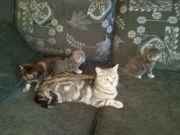 Лот: 10719464. Фото: 7. Шотландка ищет дом