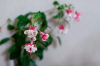 Лот: 9213298. Фото: 2. Фуксия General Monk Red White. Комнатные растения и уход