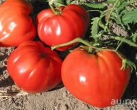 Лот: 13659374. Фото: 2. Рассада томатов. Семена, рассада, садовые растения