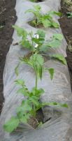 Лот: 1323871. Фото: 4. Стручковая редиска (rat tail radish... Красноярск
