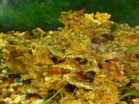 Лот: 8925127. Фото: 2. Креветки черри, обмен. Аквариумистика