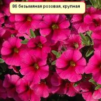 Лот: 19857313. Фото: 5. Калибрахоа неукорененные черенки