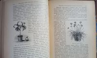 Лот: 25804918. Фото: 20. М.Гесдёрфер. Комнатное садоводство...