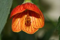 Лот: 3407849. Фото: 4. Абутилон Селло (клен). Красноярск