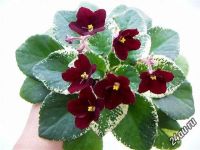 Лот: 4533498. Фото: 3. Фиалки пестролистные 3 детки-одним... Растения и животные