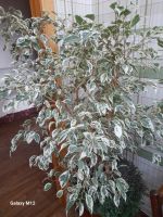 Лот: 14778467. Фото: 3. Фикус бенджамина Старлайт. Растения и животные