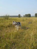 Лот: 8885952. Фото: 4. Продам 2х хасок с документами... Красноярск
