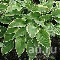 Лот: 9496076. Фото: 2. Хоста гибридная "Моерхейм" (Hosta... Семена, рассада, садовые растения