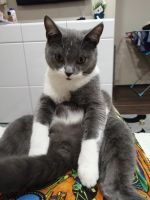 Лот: 14574021. Фото: 2. Кот 8-9 месяцев ухоженный, кастрированный... Животные и уход