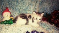 Лот: 12779525. Фото: 2. Шотландские котята. Животные и уход