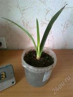 Лот: 341902. Фото: 2. Кливия. Комнатные растения и уход