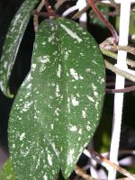 Лот: 4507523. Фото: 3. Хойя Hoya pubicalyx cv. "Silver... Растения и животные
