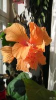 Лот: 17354284. Фото: 3. Гибискус сортовой Fringed Double... Растения и животные